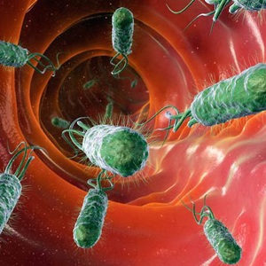 Транслокация бактерий: пути, механизмы, последствия