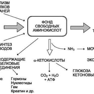 Основные закономерности метаболических процессов в организме человека. Часть 2.