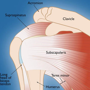 Подробный гайд по вращательной манжете плечевого сустава