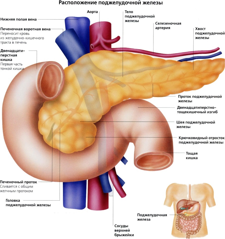 Показать На Картинке Поджелудочную Железу