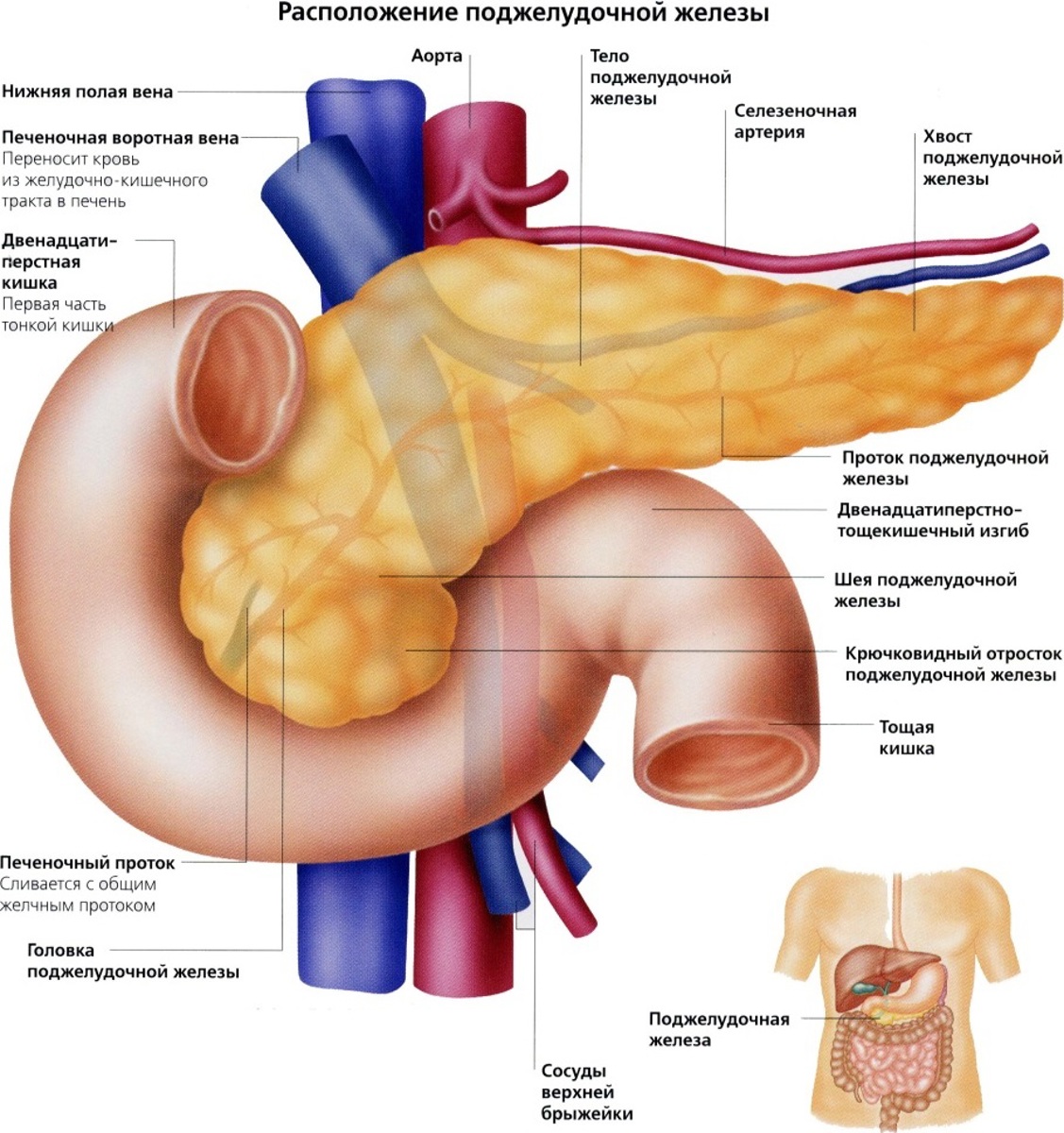Где поджелудок. Поджелудочная железа анатомия человека. Анатомия поджелудочная железа расположение. Вена поджелудочной железы. Анатомическое расположение поджелудочной железы.