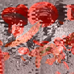 Холодовая гемолитическая анемия