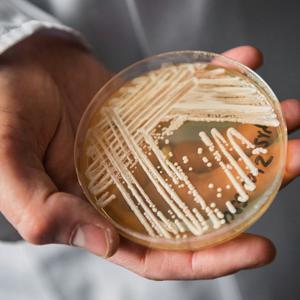 Candida аuris - новый грибковой патоген